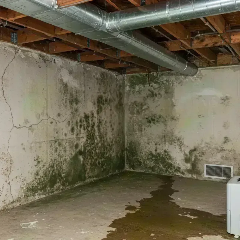 Professional Mold Removal in Hart County, GA